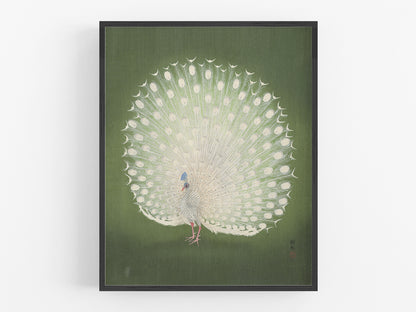 Japanese Peacock on Green Art Print