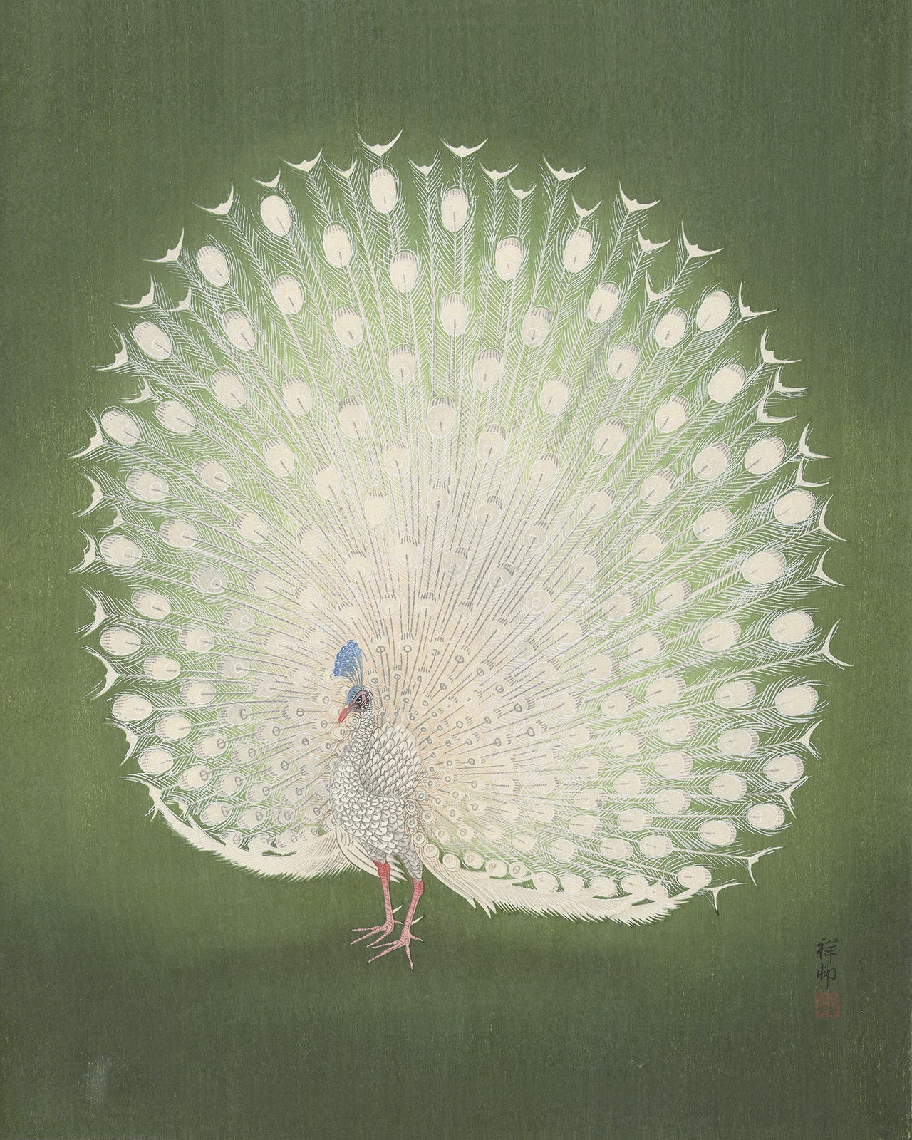 Japanese Peacock on Green Art Print