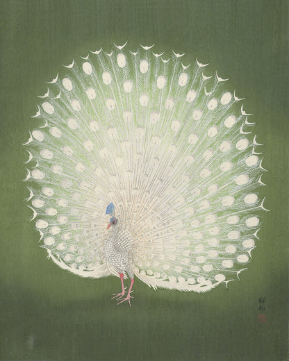 Japanese Peacock on Green Art Print