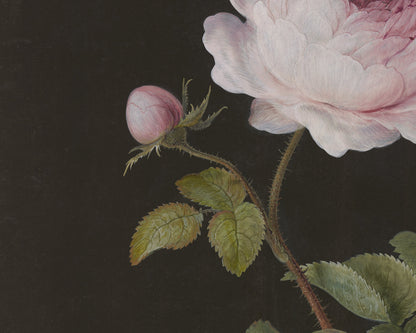 Rosa - Pink Rose Art Print
