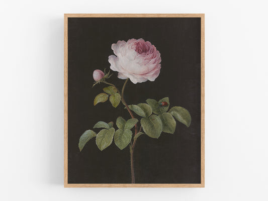 Rosa - Pink Rose Art Print