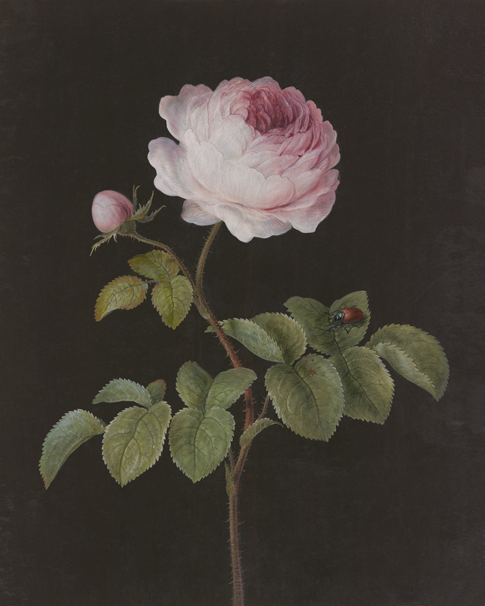 Rosa - Pink Rose Art Print