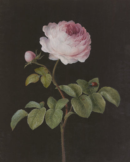 Rosa - Pink Rose Art Print