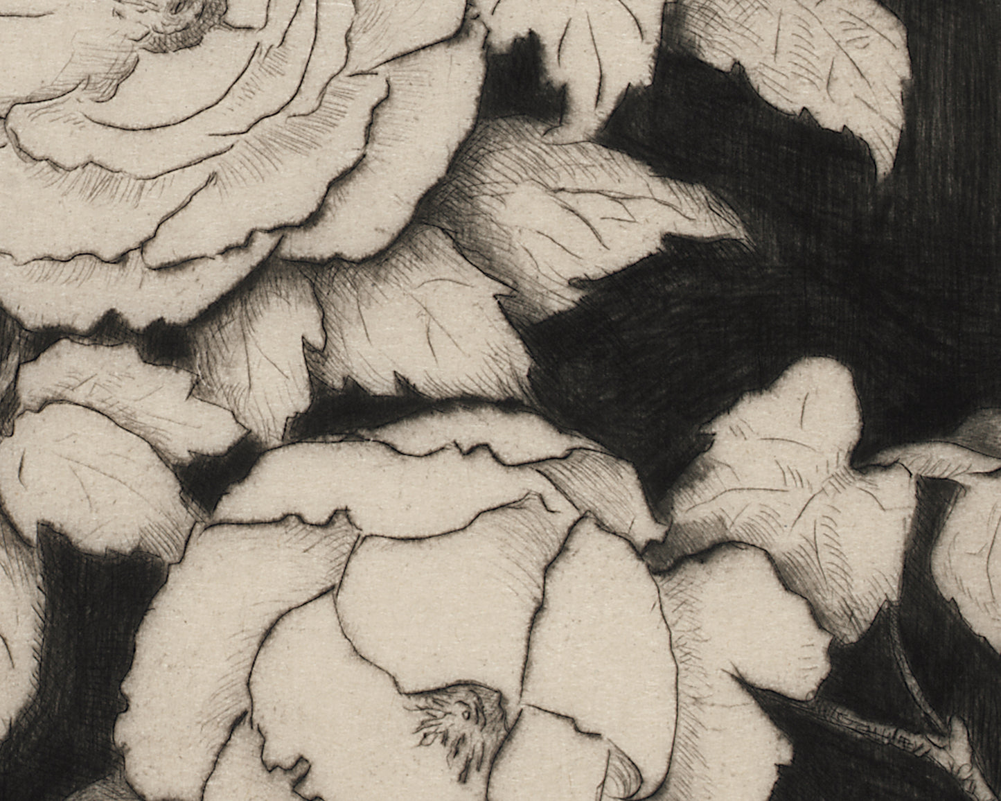 Japanese Peonies Engraving Art Print