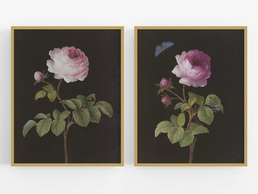 Pink Rose on Black Botanical Art Prints - Set of Two