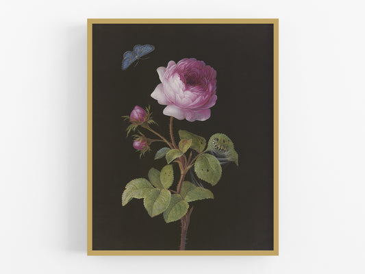 Rosa - Rose with Butterfly Art Print