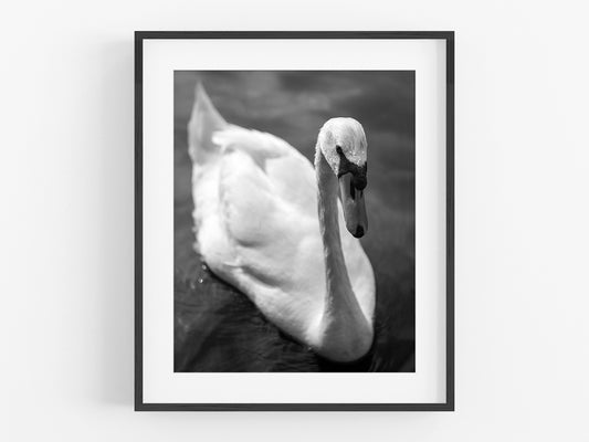 Swan B&W Photo Print