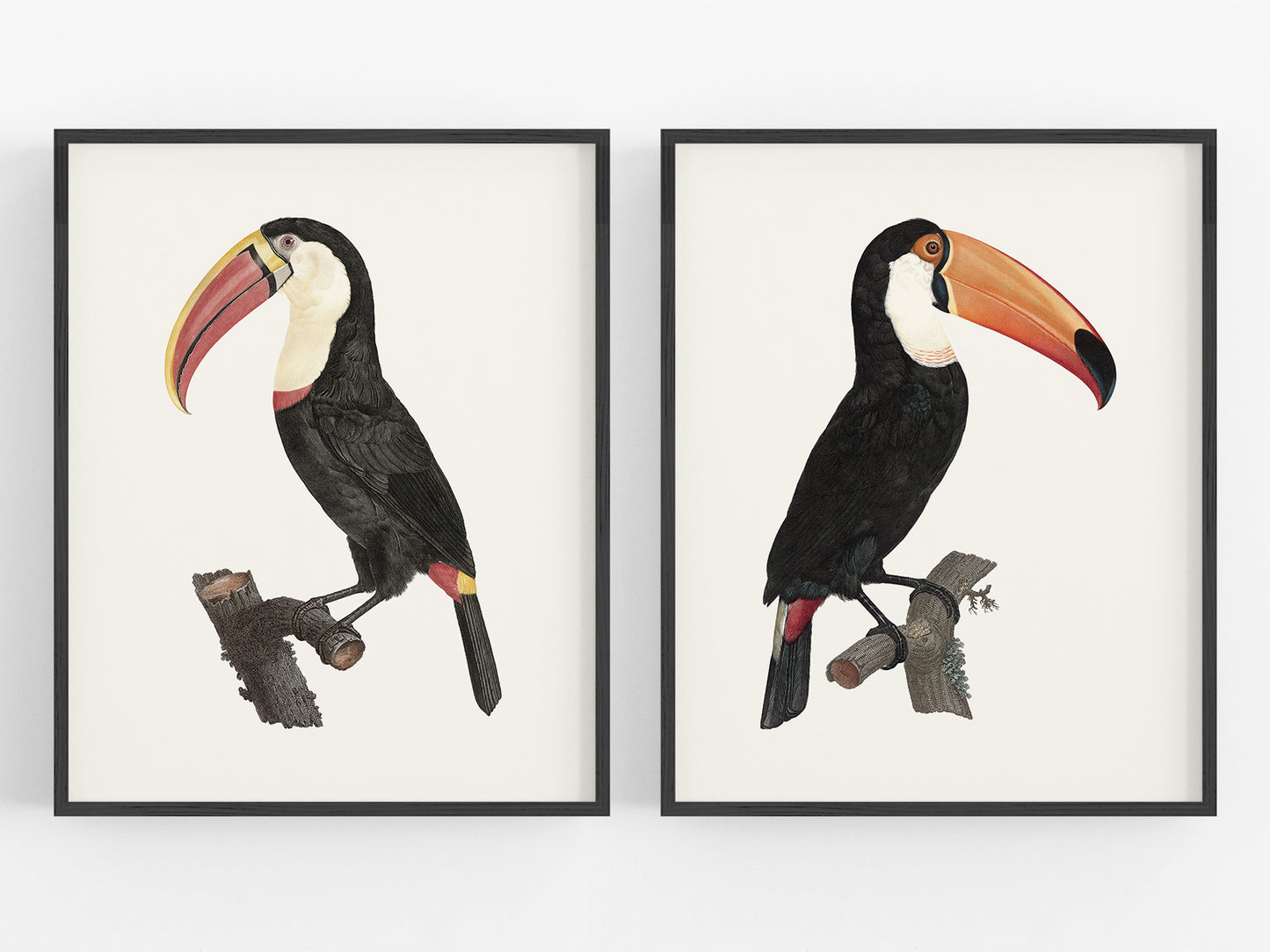 Toucan Drawings from France, Art Print Set #2 - Set of Two