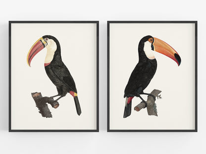 Toucan Drawings from France, Art Print Set #2 - Set of Two