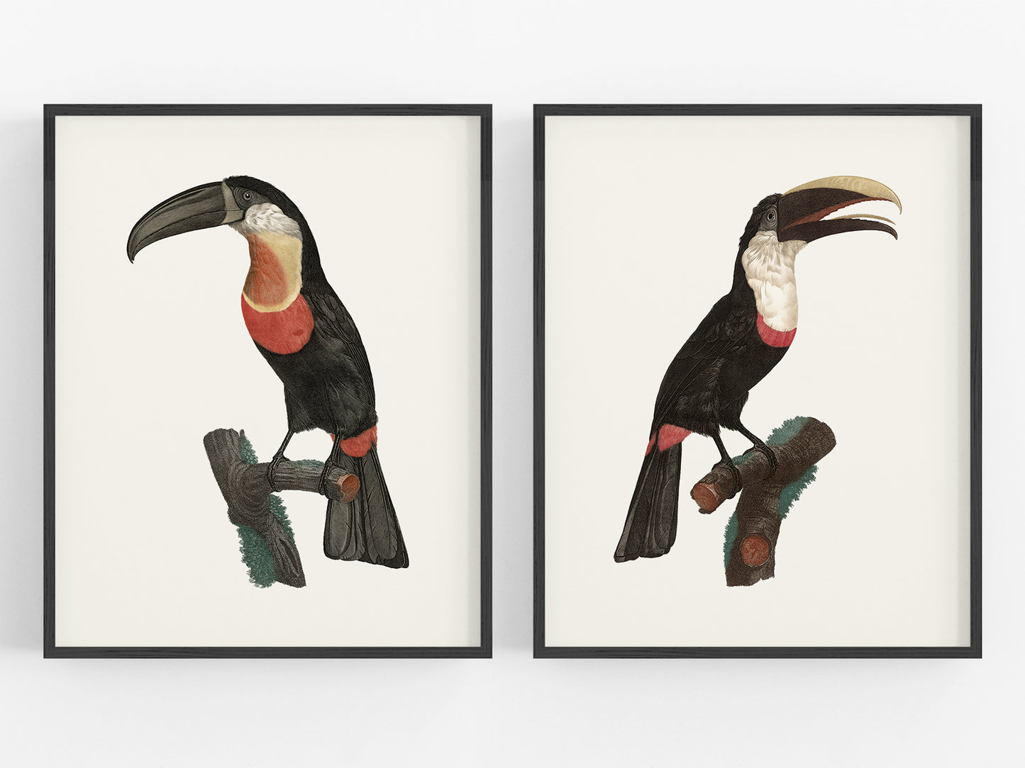 Toucan Drawings from France, Art Print Set #1 - Set of Two