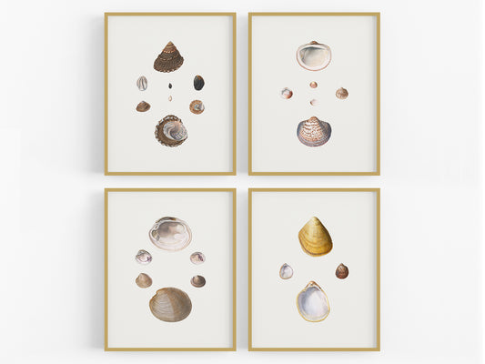 Seashell Art Prints - Set of Four