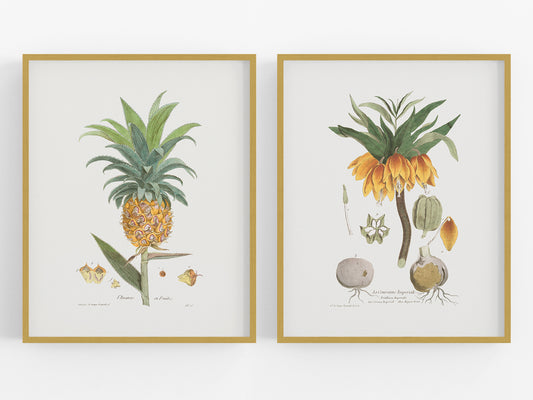 Pineapple and Crown Imperial Botanical Fruit and Flower Art Prints - Set of Two