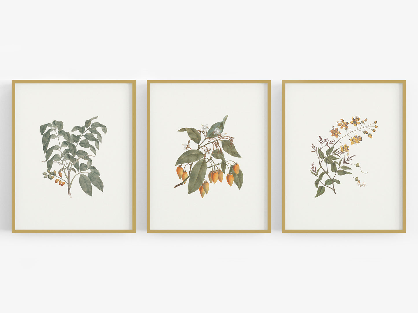 Flowering Branches Botanical Art Prints - Set of Three