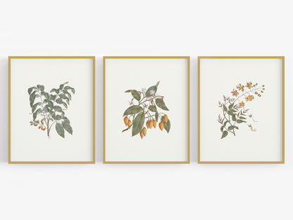 Flowering Branches Botanical Art Prints - Set of Three