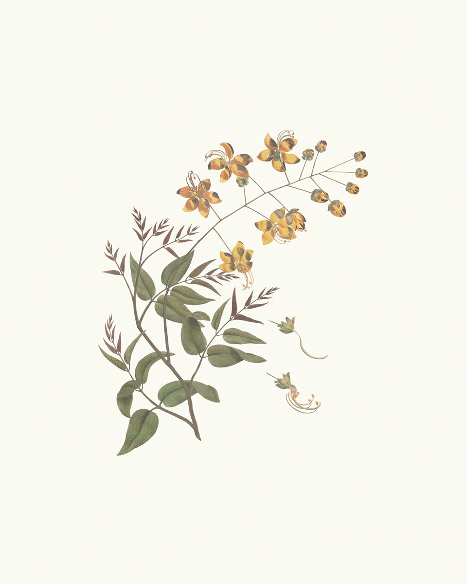 Flowering Branches Botanical Art Prints - Set of Three