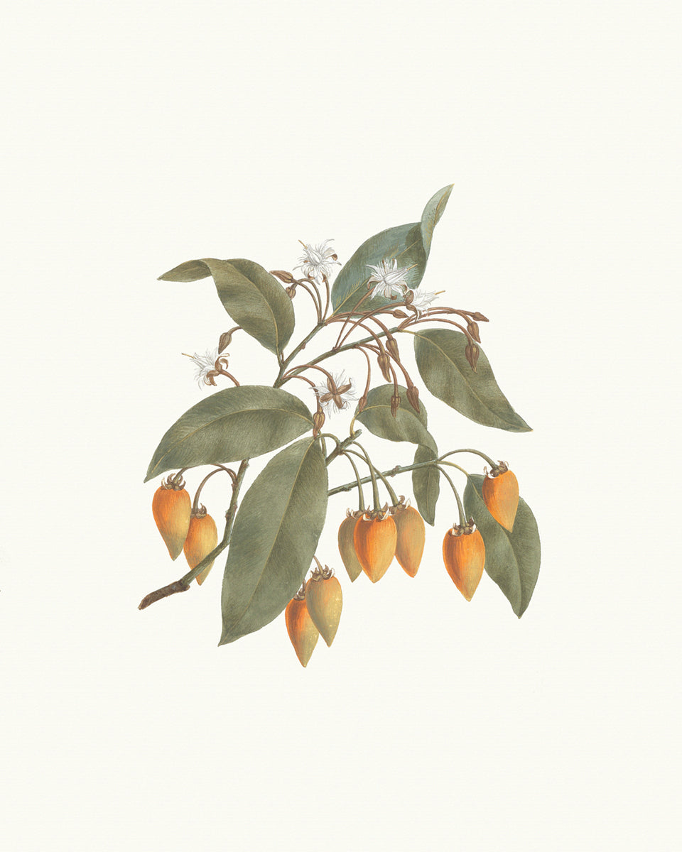 Flowering Branches Botanical Art Prints - Set of Three