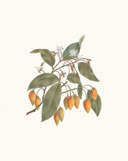 Flowering Branches Botanical Art Prints - Set of Three