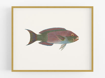 Tropical Fish #1 Watercolor Art Print: Parrotfish