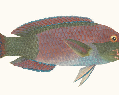 Tropical Fish #1 Watercolor Art Print: Parrotfish