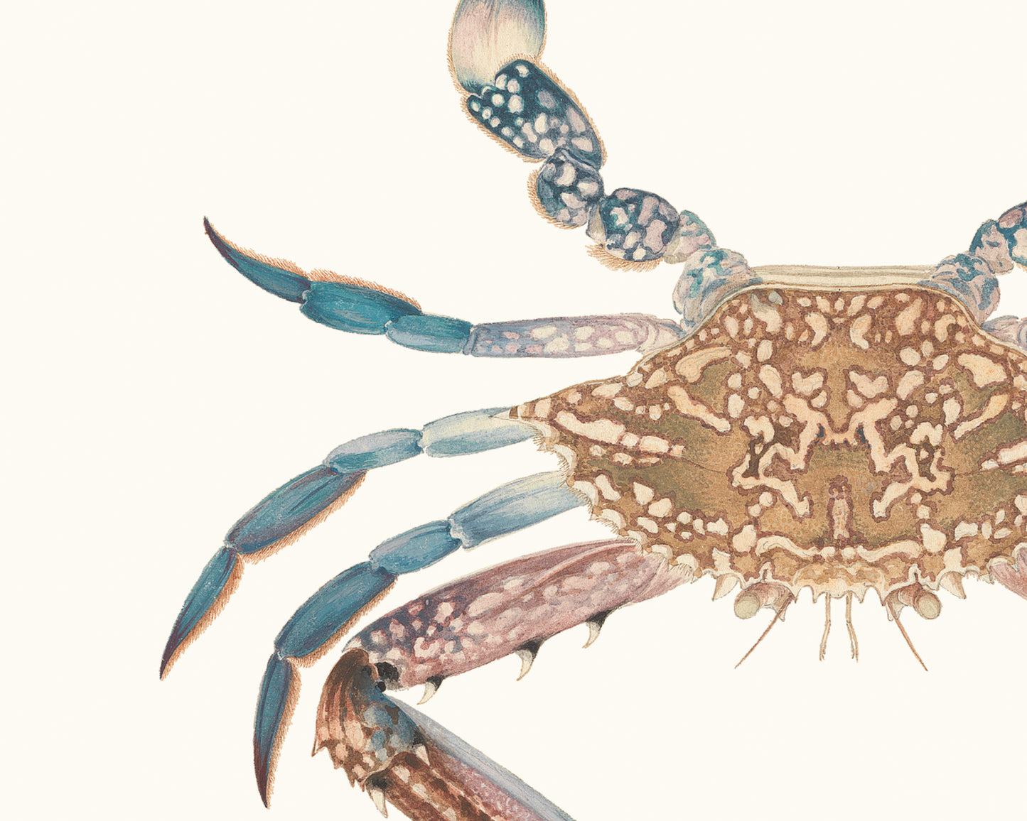 Blue Crab Watercolor Art Print