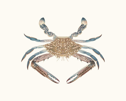 Blue Crab Watercolor Art Print