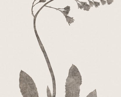 Flower & Leaf Rubbings, Botanical Art Prints - Set of Six