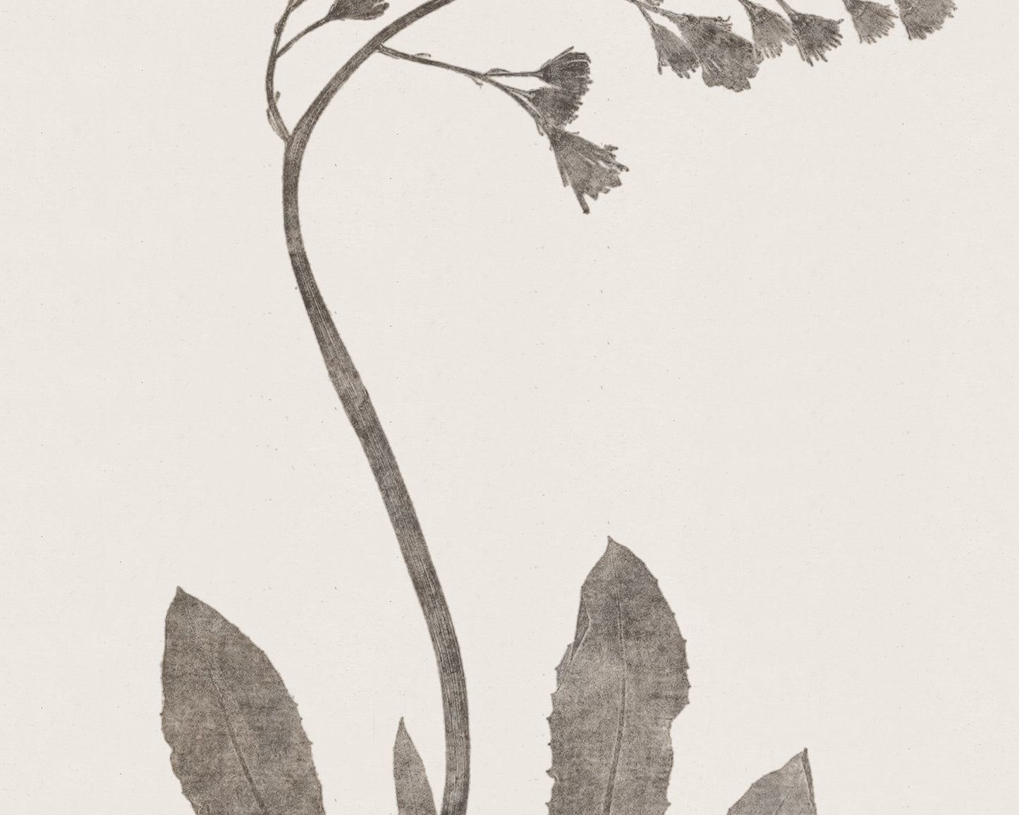 Flower & Leaf Rubbings, Botanical Art Prints - Set of Six