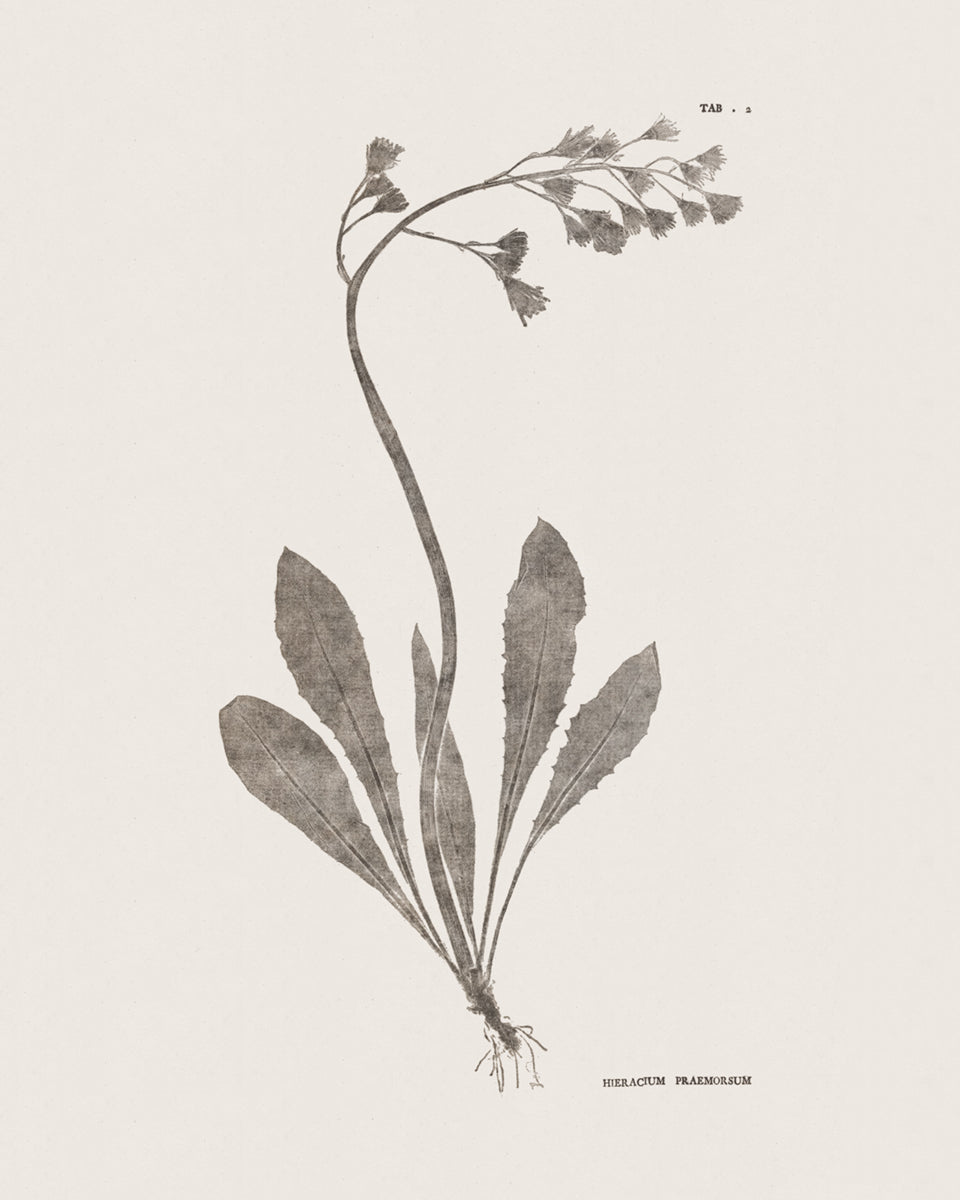 Flower & Leaf Rubbings, Botanical Art Prints - Set of Six