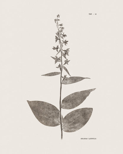 Flower & Leaf Rubbings, Botanical Art Prints - Set of Six