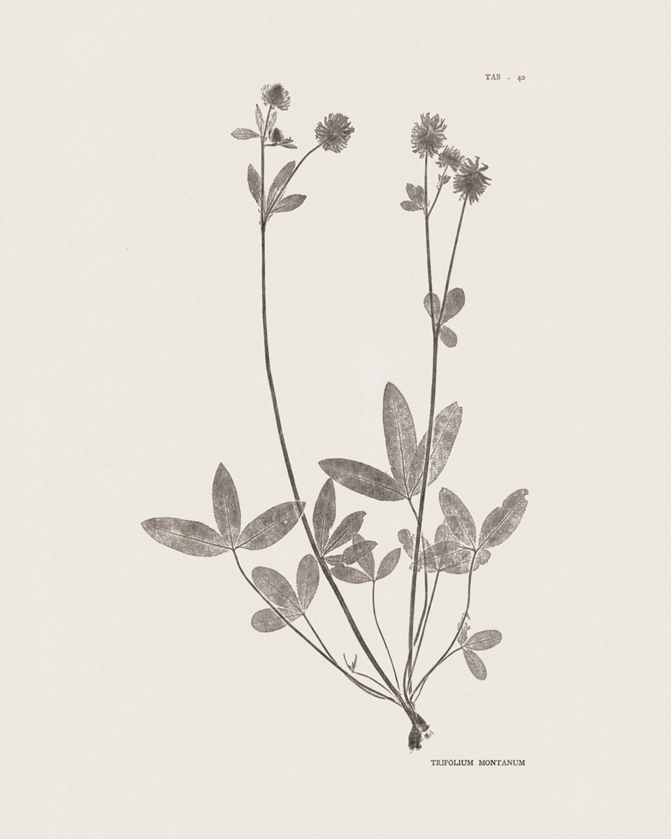 Flower & Leaf Rubbings, Botanical Art Prints - Set of Six