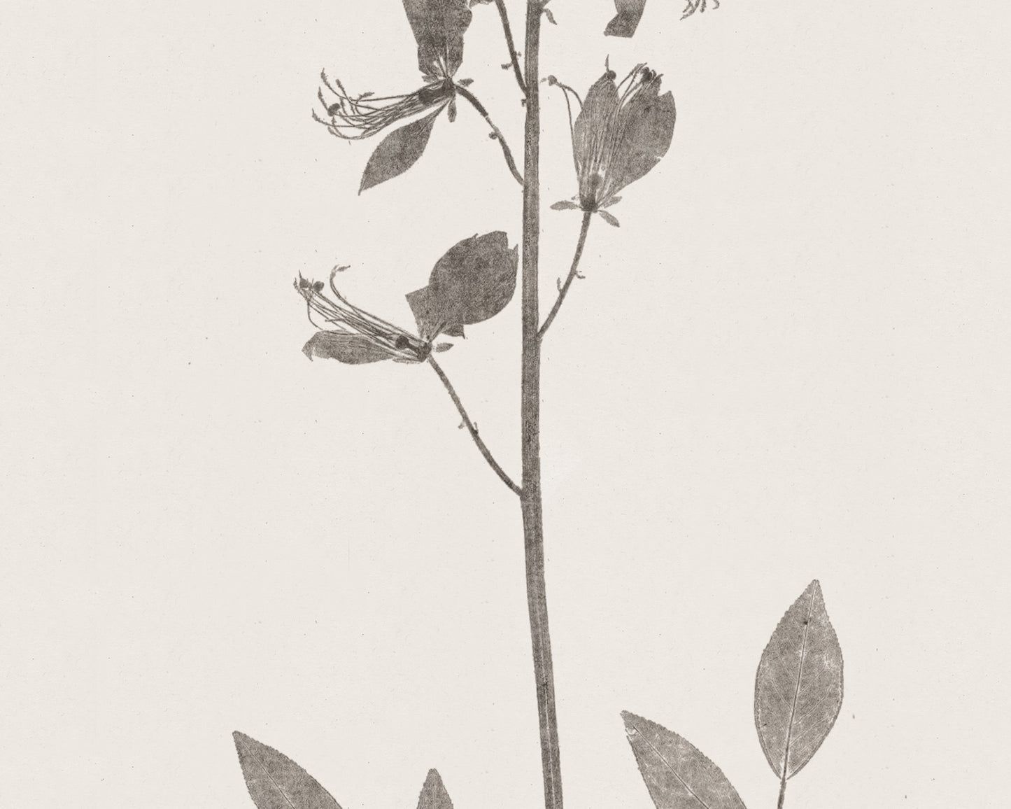 Flower & Leaf Rubbings, Botanical Art Prints - Set of Six