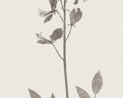 Flower & Leaf Rubbings, Botanical Art Prints - Set of Six