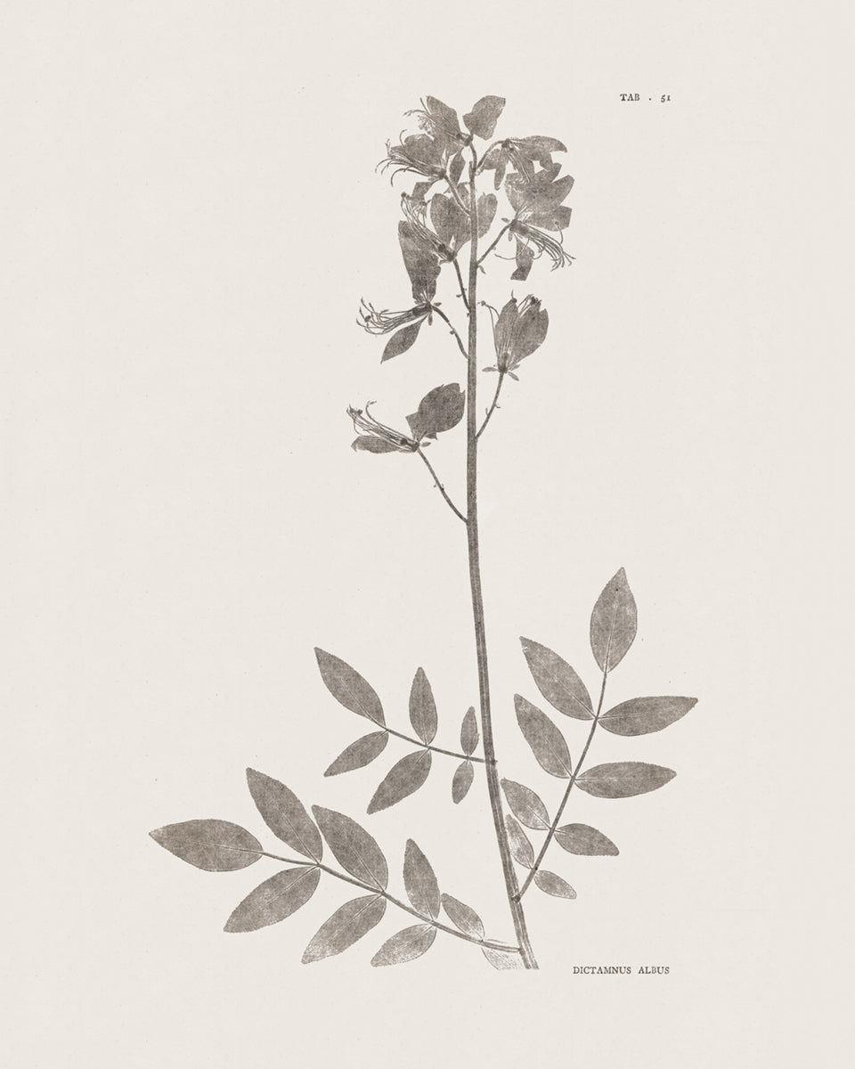 Flower & Leaf Rubbings, Botanical Art Prints - Set of Six