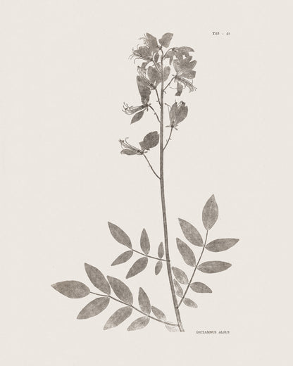 Flower & Leaf Rubbings, Botanical Art Prints - Set of Six