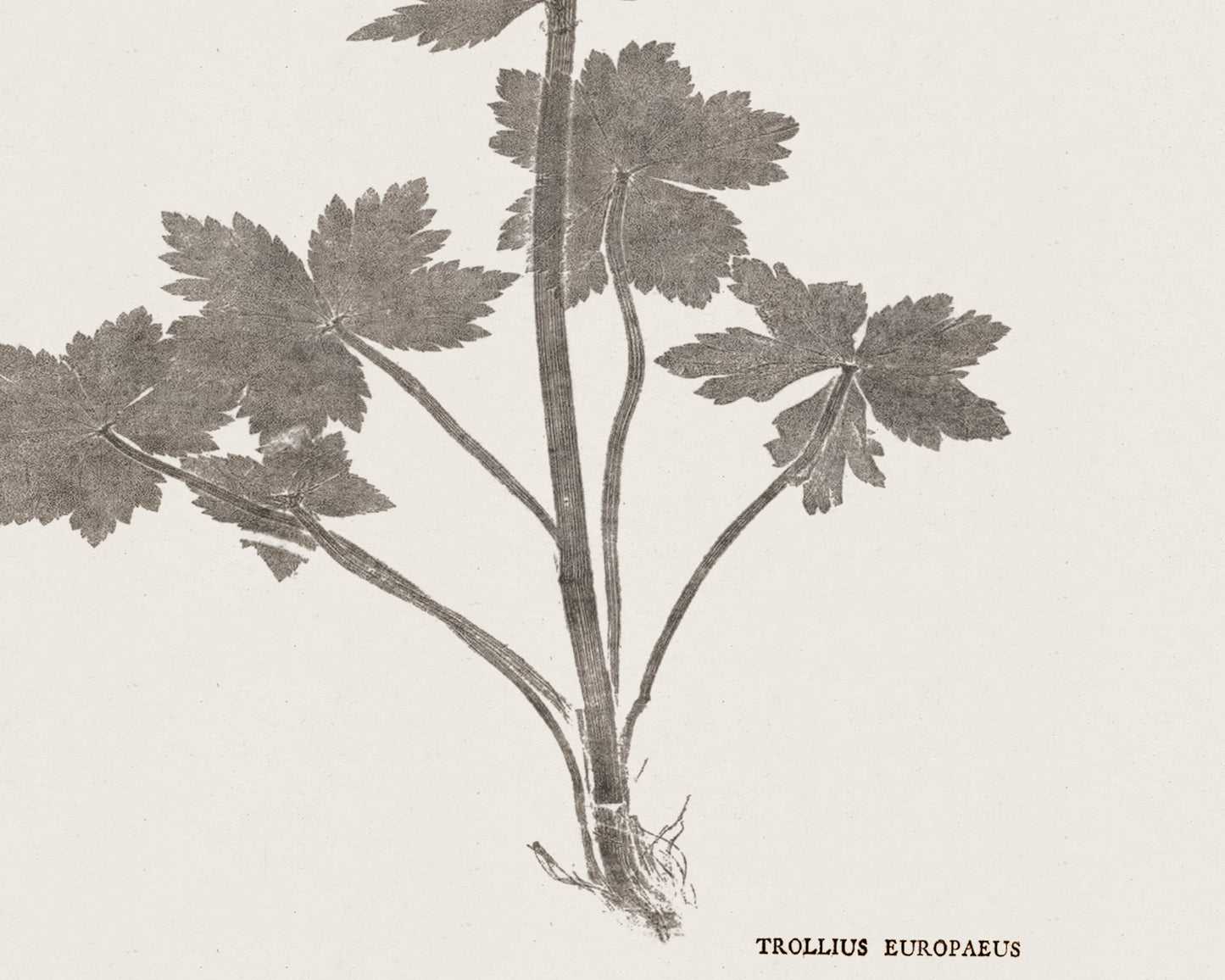 Flower & Leaf Rubbings, Botanical Art Prints - Set of Six