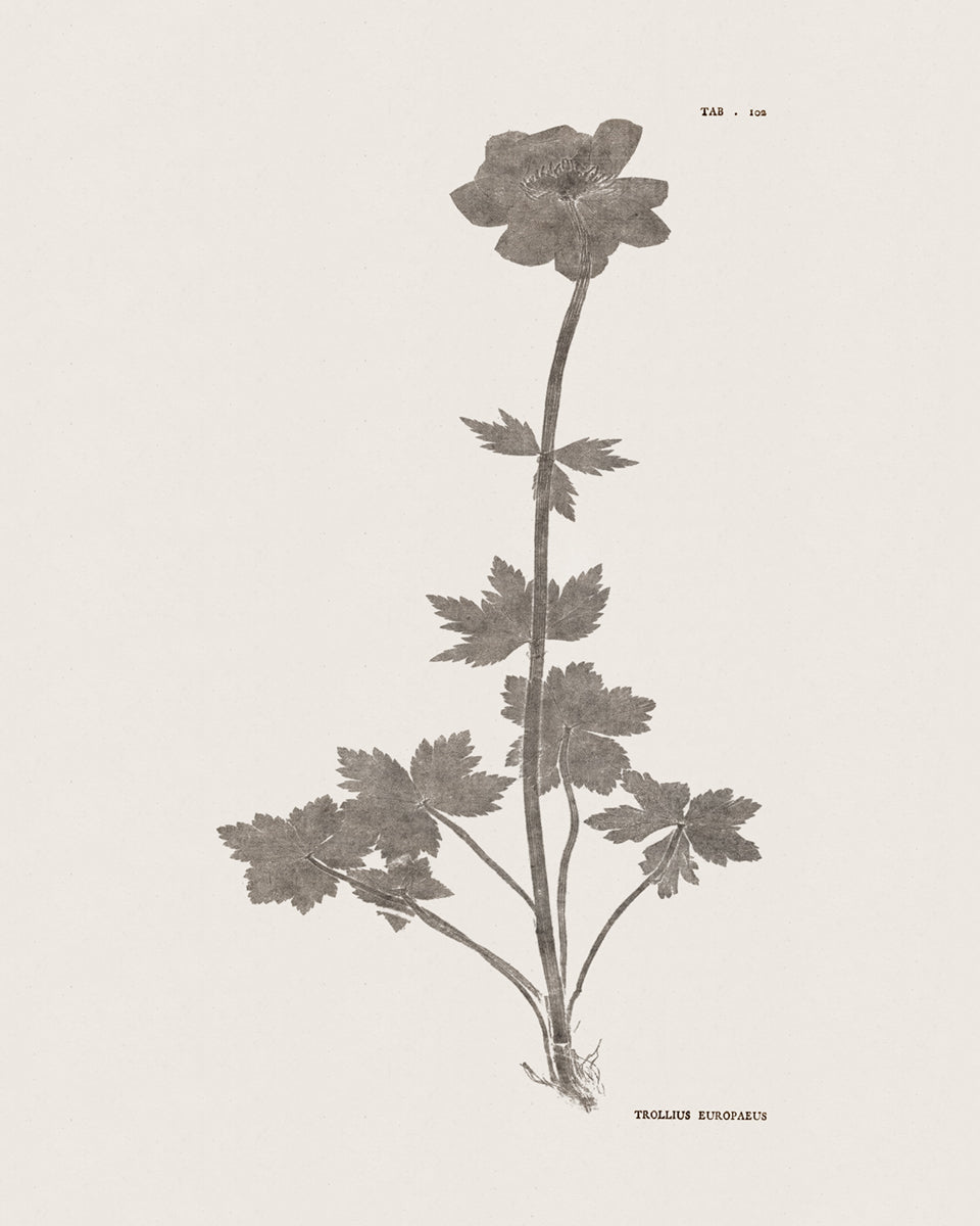 Flower & Leaf Rubbings, Botanical Art Prints - Set of Six