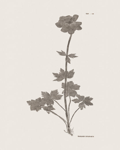 Flower & Leaf Rubbings, Botanical Art Prints - Set of Six