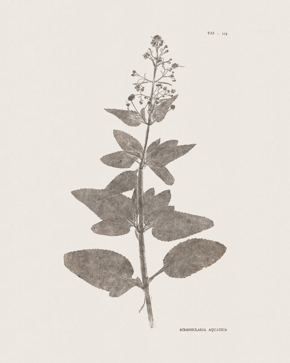 Flower & Leaf Rubbings, Botanical Art Prints - Set of Six