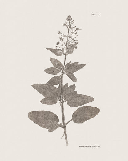 Flower & Leaf Rubbings, Botanical Art Prints - Set of Six