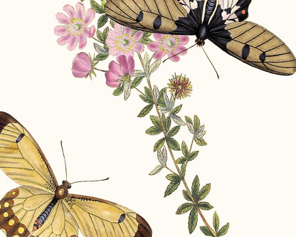 Butterflies of Asia Art Prints, Set #1 - Set of Four