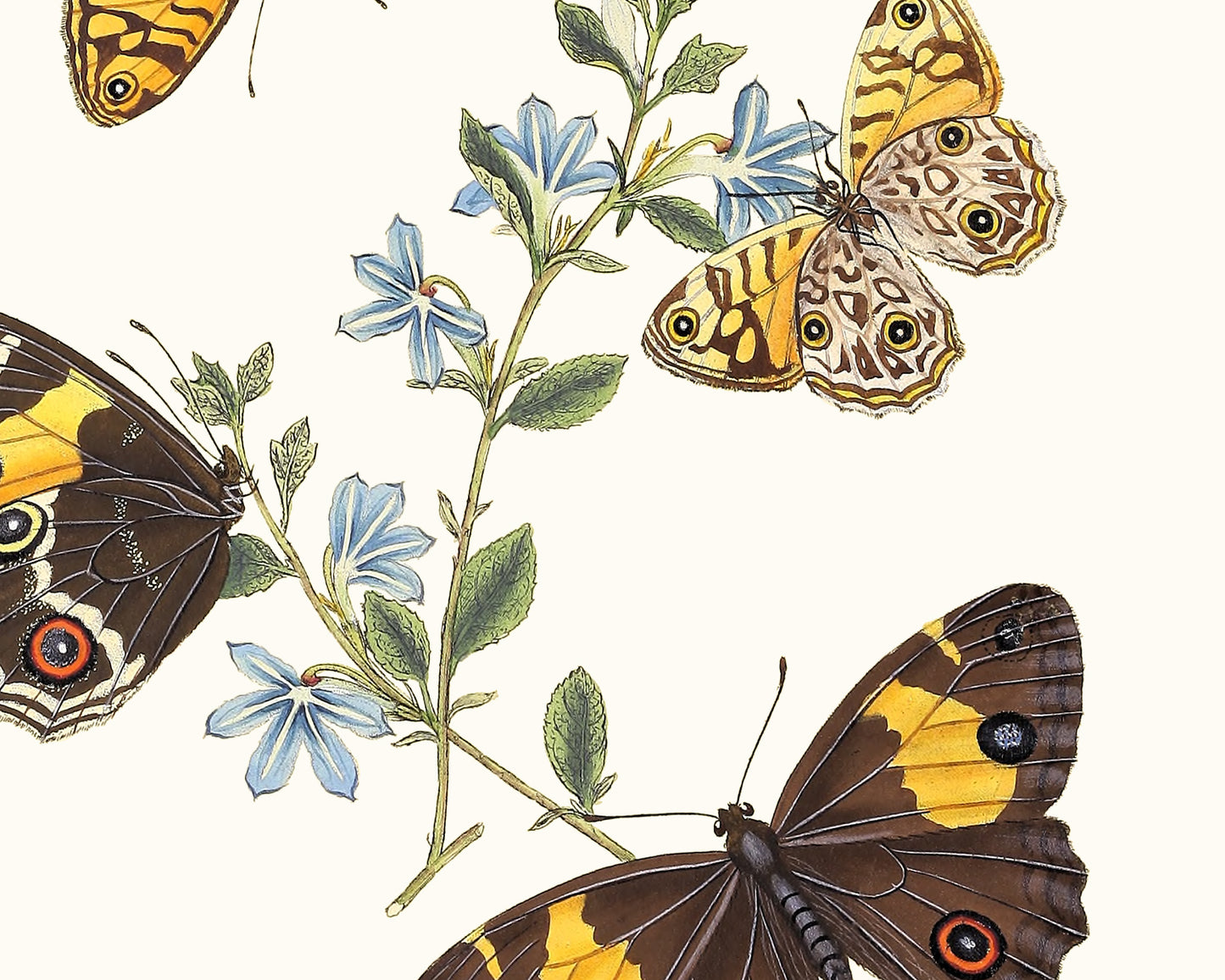 Butterflies of Asia Art Prints, Set #1 - Set of Four