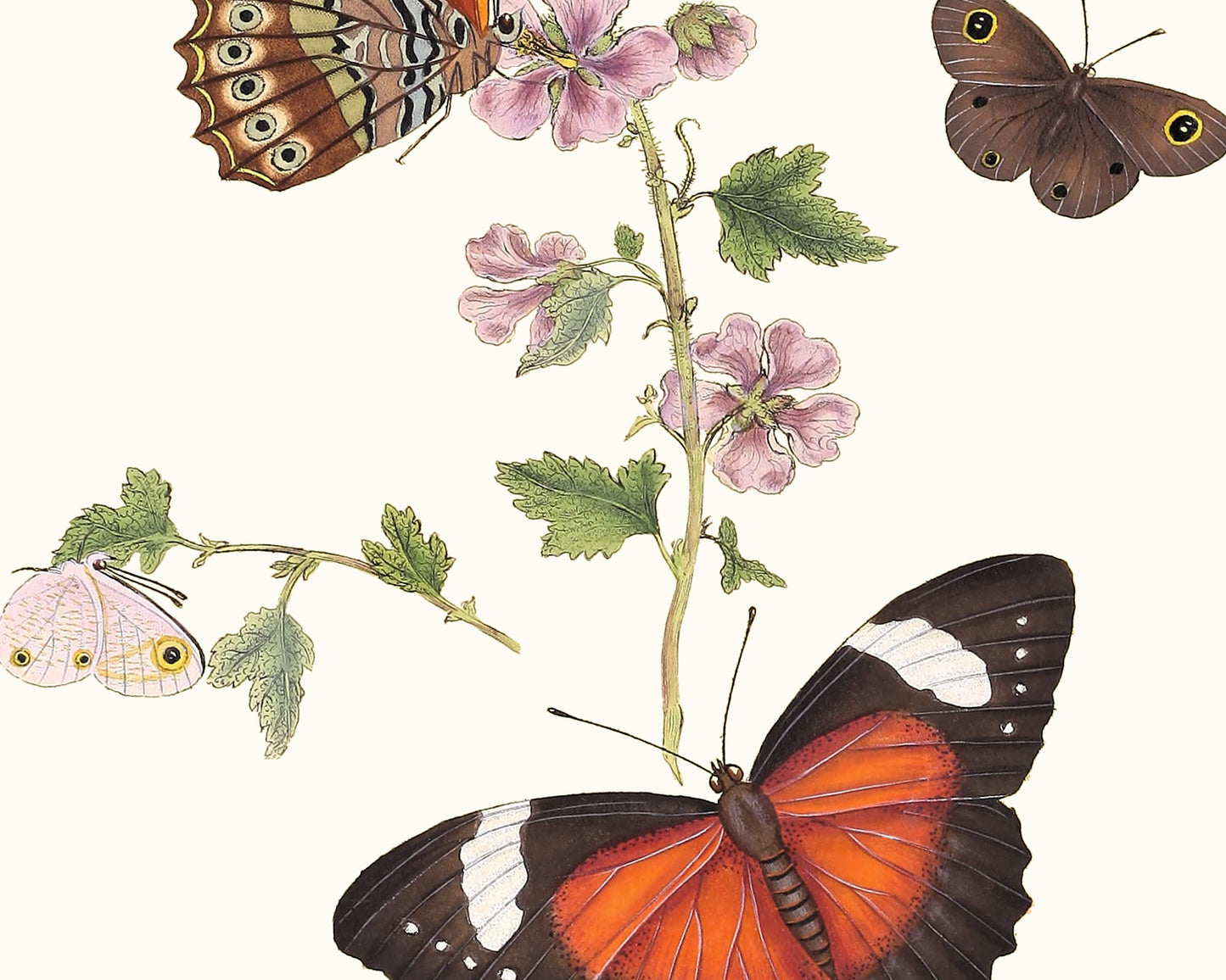 Butterflies of Asia Art Prints, Set #1 - Set of Four