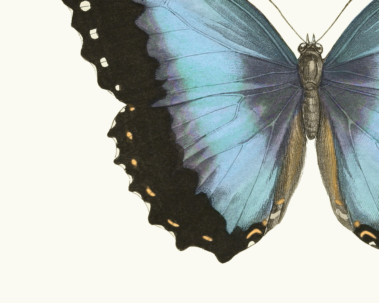 Butterfly Botanical Art Prints - Set of Four