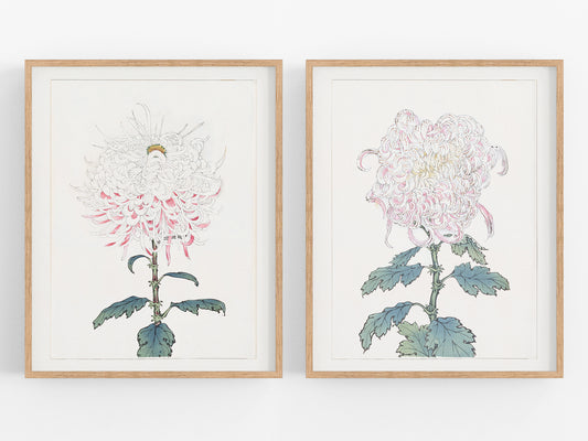 Japanese Pink Chrysanthemum Flower Art Prints, #2 & #3 - Set of Two