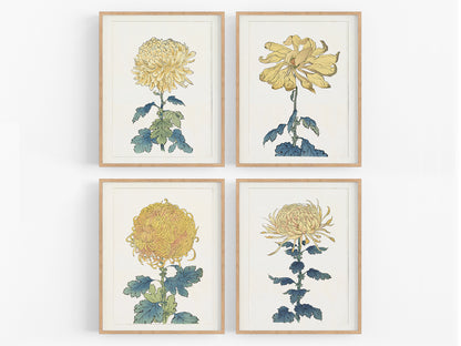 Japanese Yellow Chrysanthemum Flower Art Prints - Set of Four