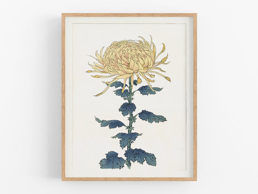 Japanese Yellow Chrysanthemum Flower Art Print #9