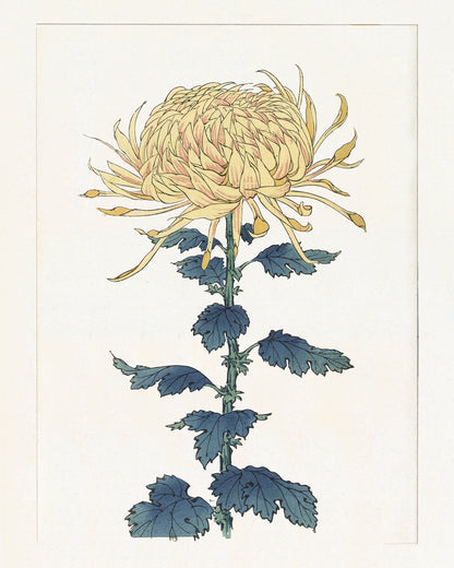 Japanese Yellow Chrysanthemum Flower Art Prints - Set of Four