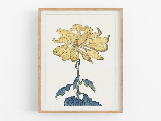 Japanese Yellow Chrysanthemum Flower Art Print #10