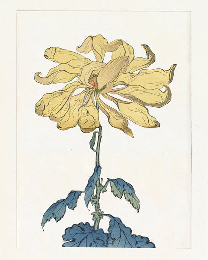 Japanese Yellow Chrysanthemum Flower Art Prints - Set of Four