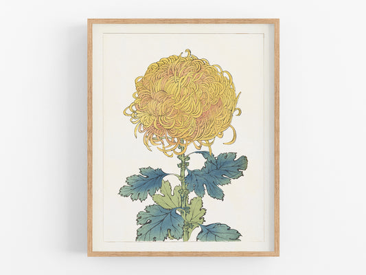 Japanese Yellow Chrysanthemum Flower Art Print #11